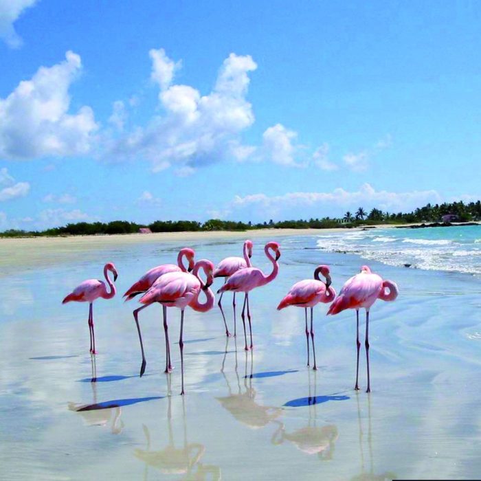 FLAMINGOS
