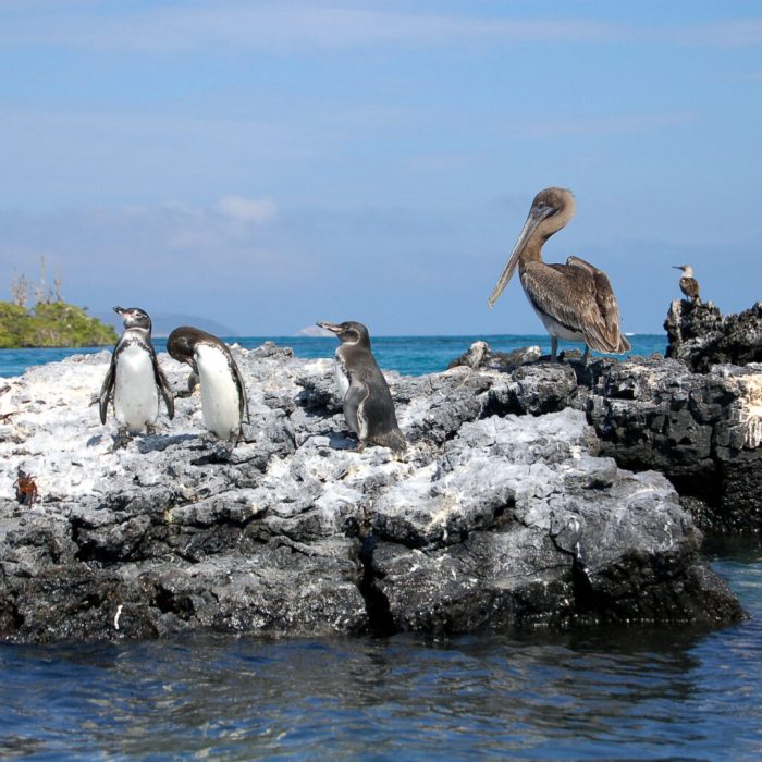 GPS550-Penguins-and-Families-1536x1021